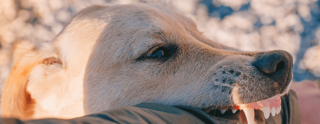 Image of a dog biting a forearm