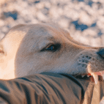Image of a dog biting a forearm