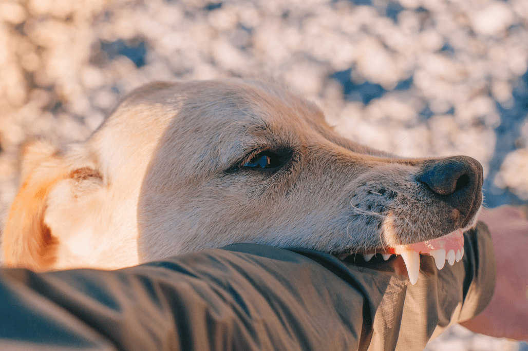 Image of a dog biting a forearm